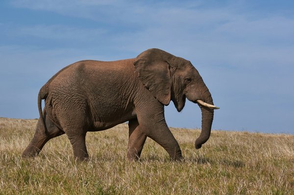 Où observer les éléphants en liberté dans le parc national de Chobe, Botswana ?